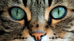 Zakaj mačke navpični učenci?